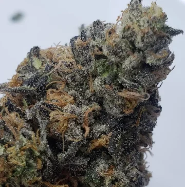 Permanent Marker • Kingsmen Crew