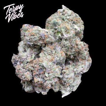 Greasy Chapo • Terpy Vibes